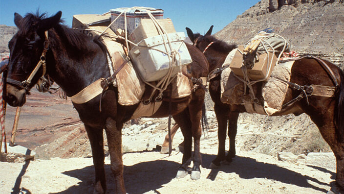 Mule mail delivery