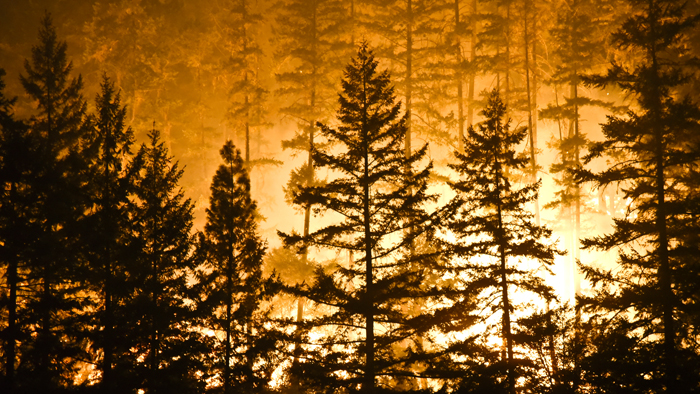 Wildfires are one of nature’s most destructive forces.