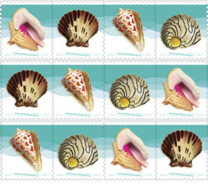 The Seashell postcard stamps will depict shells found in North American waters: the alphabet cone, the Pacific calico scallop, the zebra nerite and the Queen conch, commonly known as the pink conch.