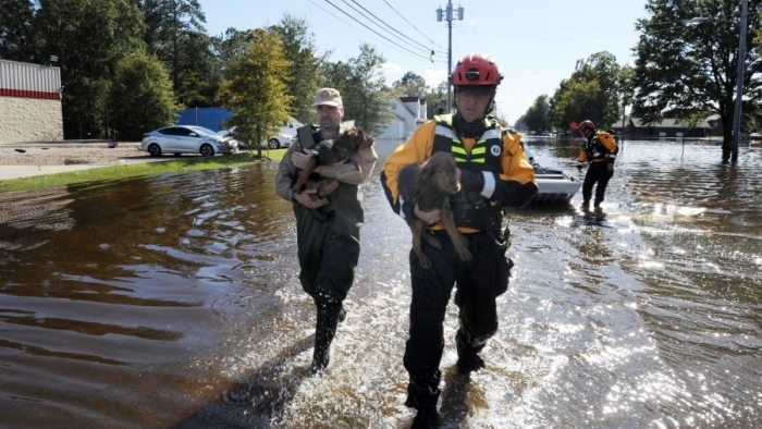 FEMA workers, local responders and others rescue animals that were left behind in flooded neighborhoods in Lumberton, NC, last week. Image: FEMA