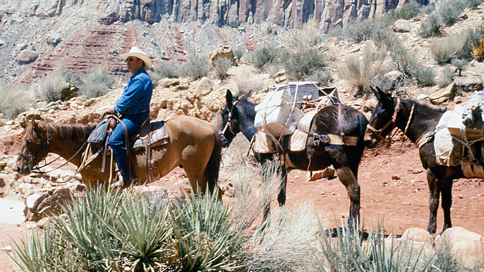 Mules delivering mail at bottom of Grand Canyon