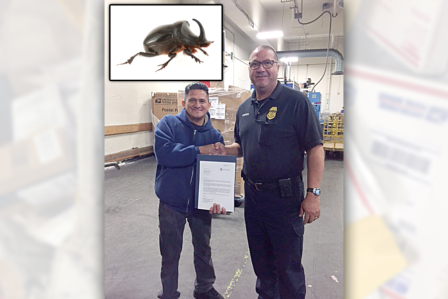 Alberto Perez, a mail handler at the San Francisco International Service Center, receives a letter of commendation from Fredrick Vanhorn, a Customs and Border Patrol supervisory mail specialist. The inset image shows a rhino beetle.