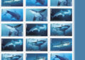 Shark stamp images