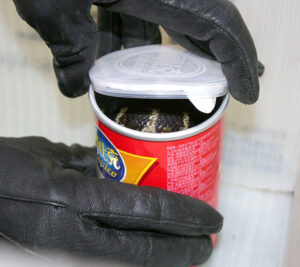 Gloved hands opening potato chip can, revealing snake inside