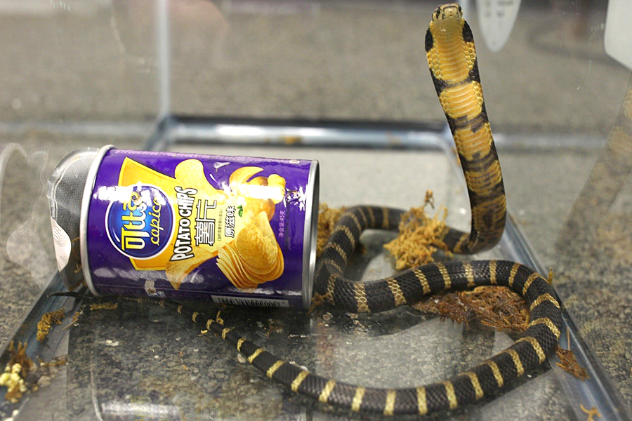 King cobra emerging from potato chip can