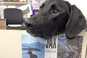 Jax, the “official stamp licker” at the Portree Post Office in Scotland