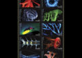 Colorful sea creatures on black background