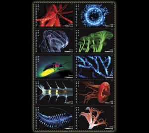 Colorful sea creatures on black background
