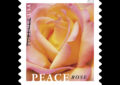 Stamp bearing image of pink rose