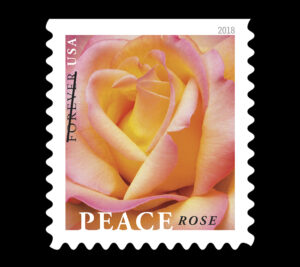 Stamp bearing image of pink rose