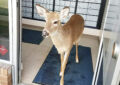 Deer exits Post Office