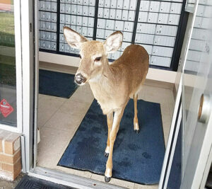 Deer exits Post Office