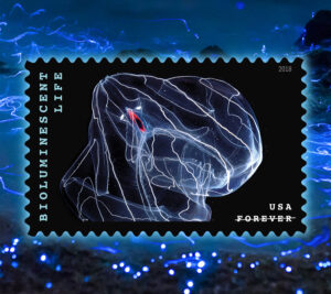 Stamp depicting a jellyfish