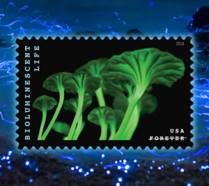 Stamp depicting mushrooms