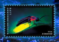 Stamp depicting a firefly