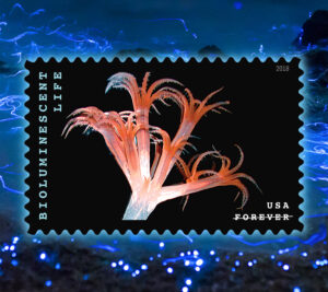 Stamp depicting a sea pen