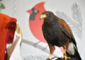 Hawk is perched on handler's arm near stamp artwork