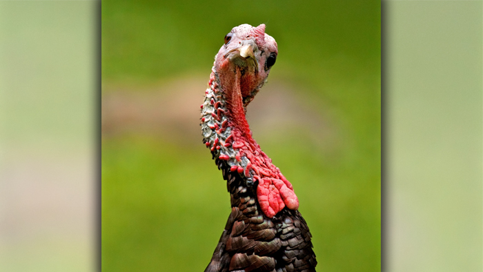 Photo of a turkey