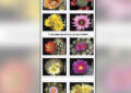 Sheet showing 10 colorful cacti stamps