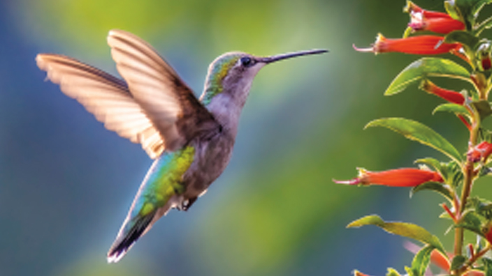 A hummingbird hovering near a flower