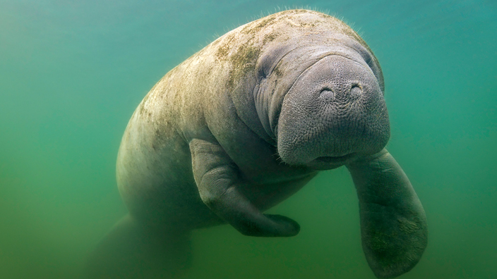 A West Indian manatee swims underwater