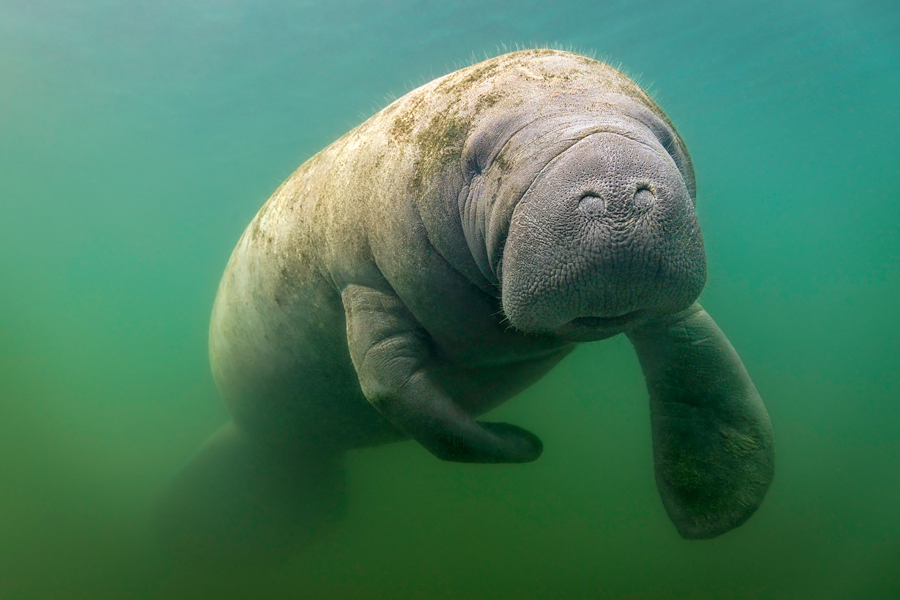 A West Indian manatee swims underwater.