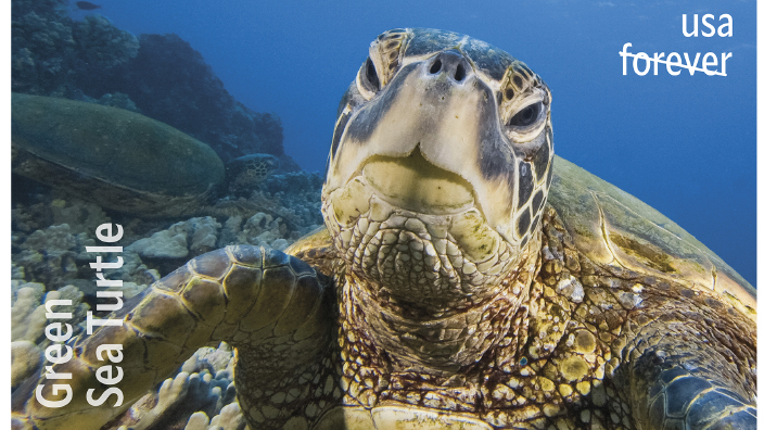 A sea turtle swimming under water