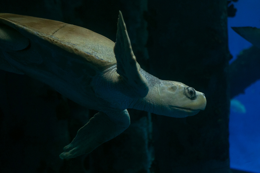 A sea turtle swims in an aquarium