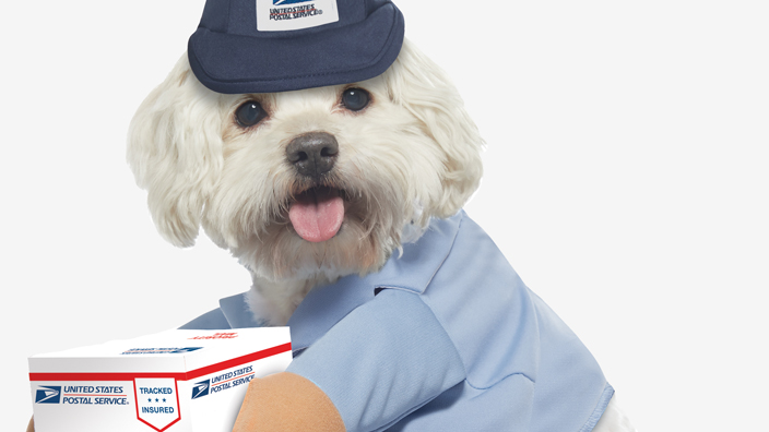 A small white dog dressed as a letter carrier.