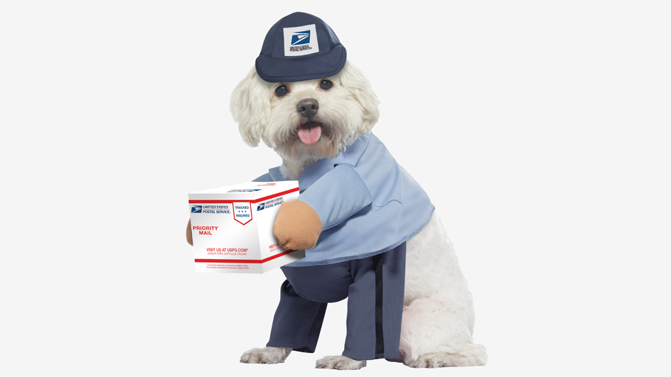 A small white dog dressed as a letter carrier.