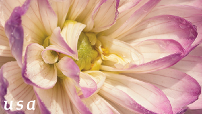 A booklet sheet showing the Dahlias stamps
