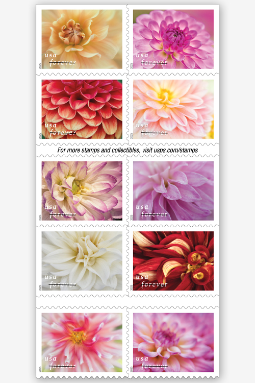 A booklet sheet showing the Dahlias stamps