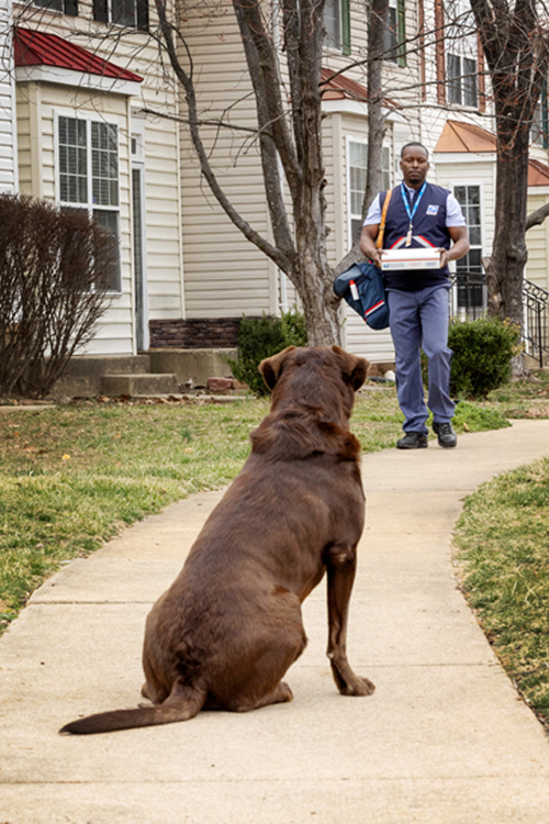 A dog sits on a sidewalk and watches a man in a postal uniform approach while holding a Priority Mail package in a defensive posture