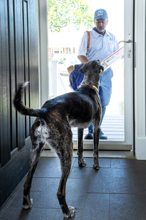 A dog stands inside a home and watches as a letter carrier delivers mail on the other side of a front door