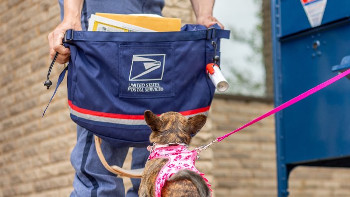 The legs of a uniformed mail carrier are seen near a small dog at a blue collection box