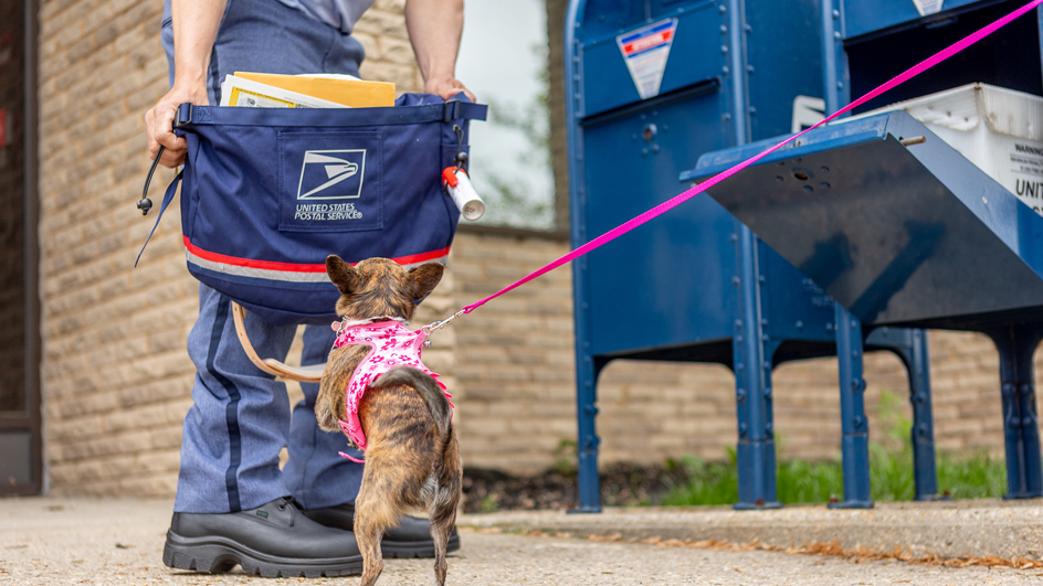 The legs of a uniformed mail carrier are seen near a small dog at a blue collection box