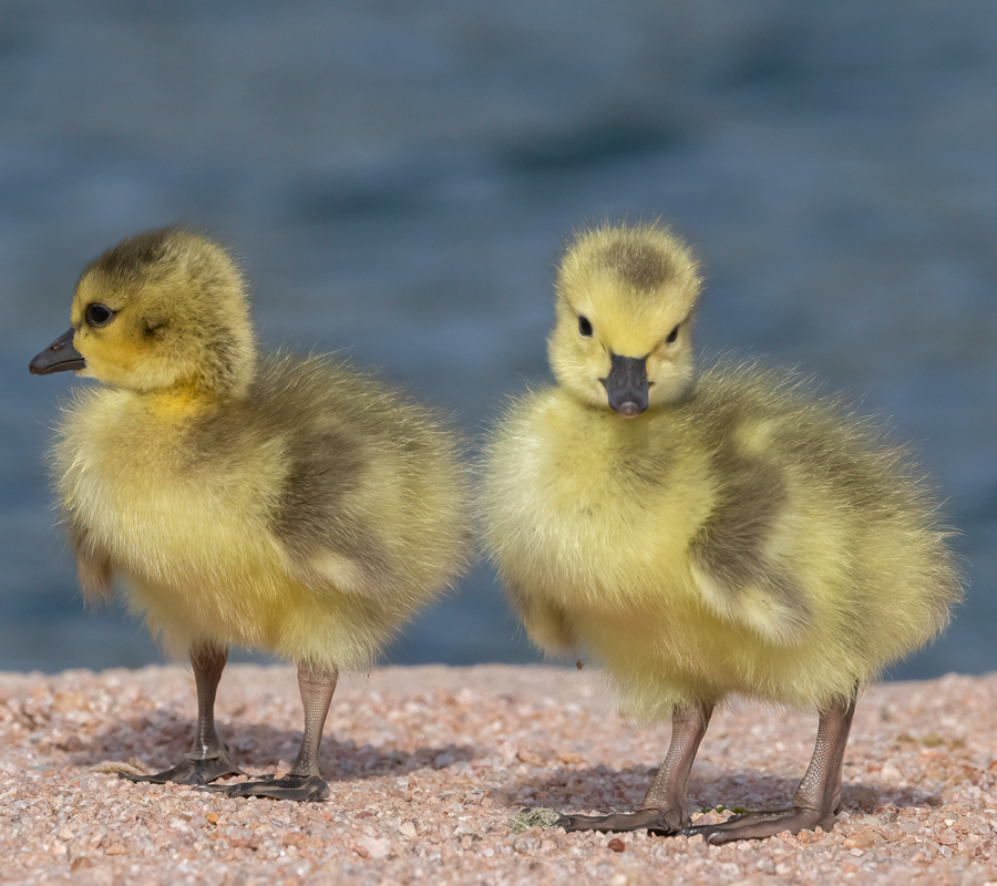 Two yellow baby geese stand near blue water
