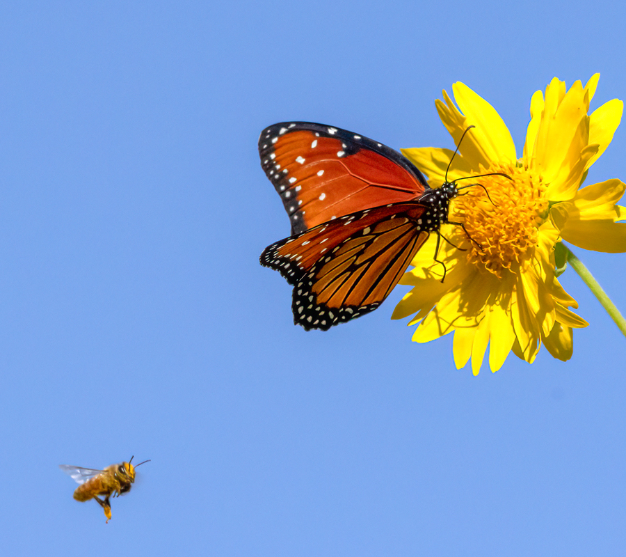 A bee flies near a butterfly perched on a flower