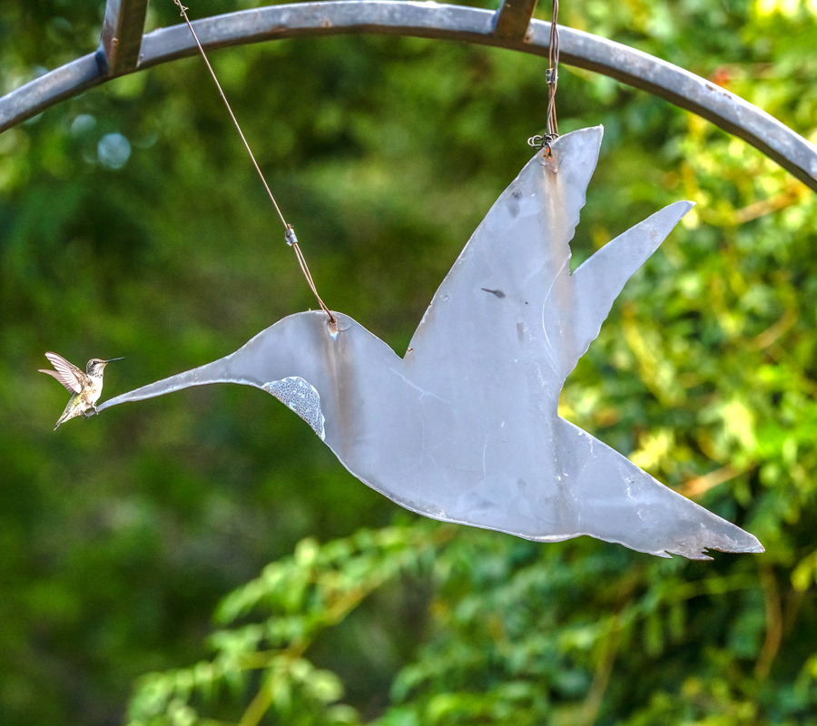 A small hummingbird sits perched on the nose of a large metal bird decoration hanging in a garden