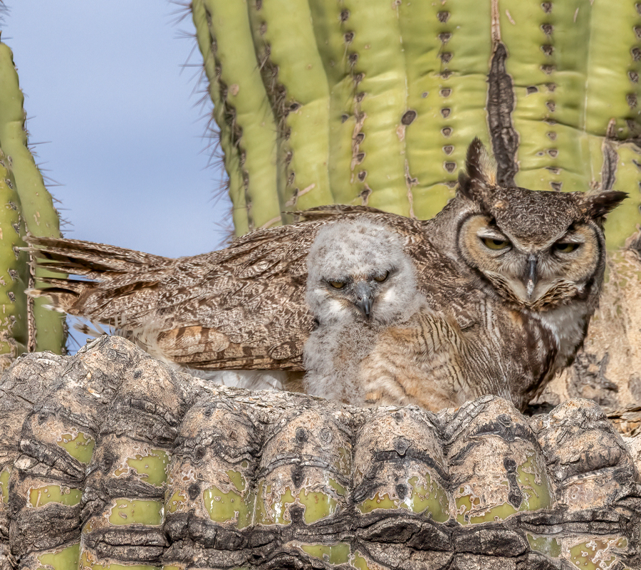 An owl and a baby owl are perched near cacti