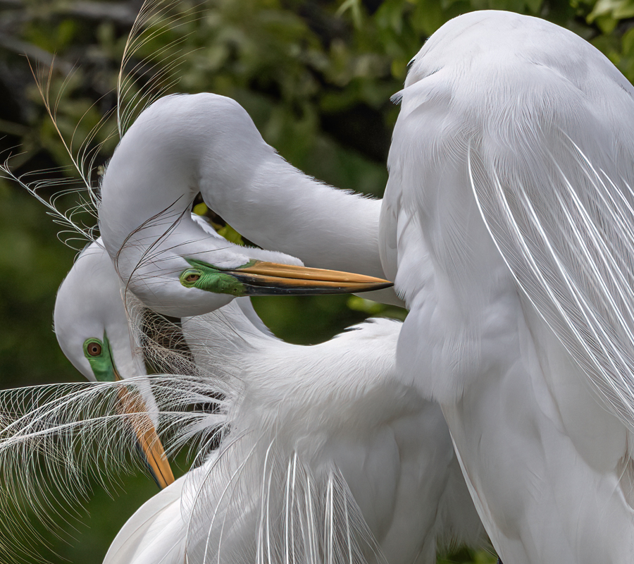 Two white egrets bend their necks against a green background
