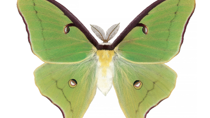 A pale green moth with a spot on each wing that resembles an eye