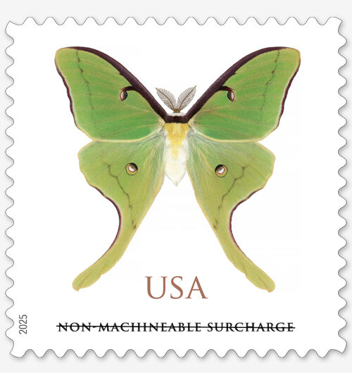 A pale green moth with a spot on each wing that resembles an eye