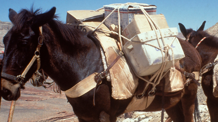 Mules carrying mail sacks