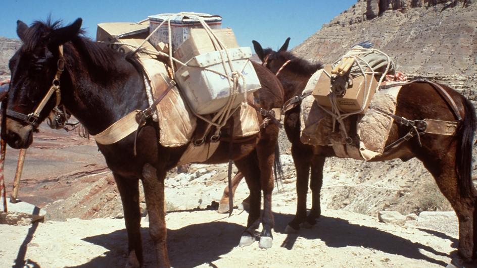 Mules carrying mail sacks