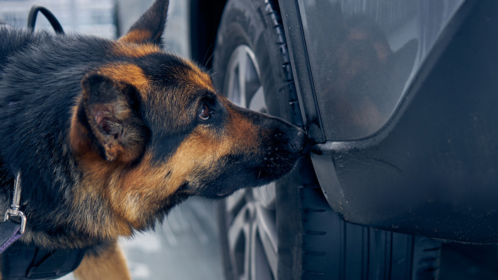 A dog sniffs the wheel well of an automobile