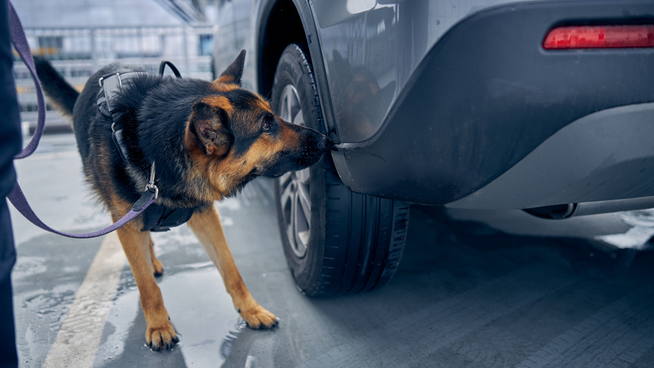 A dog sniffs the wheel well of an automobile