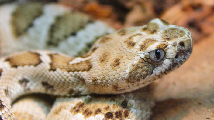 A snake with brown and beige coloring perched next to a rock