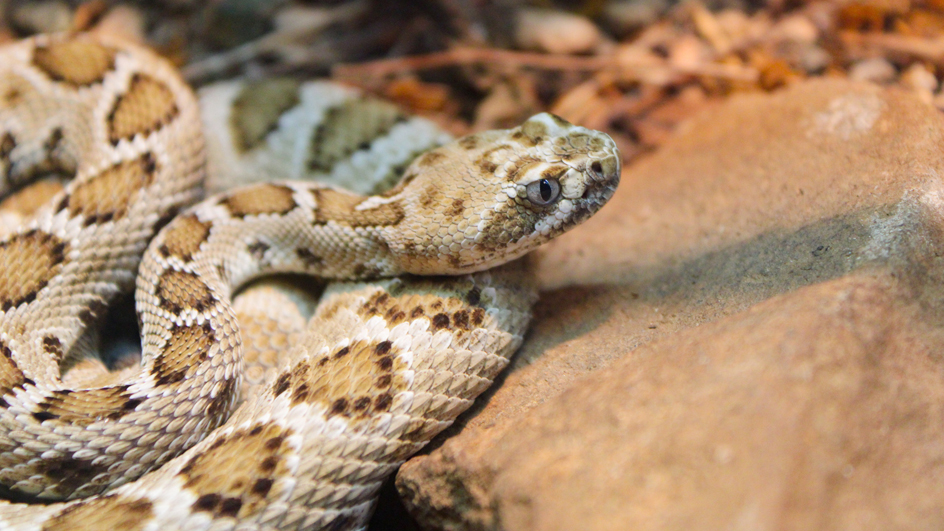 A snake with brown and beige coloring perched next to a rock