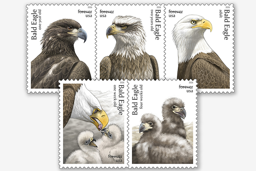 The five stamp designs for the Bald Eagle: Hatchling to Adult stamps displaying illustrations of the bald eagle at various stages of growth